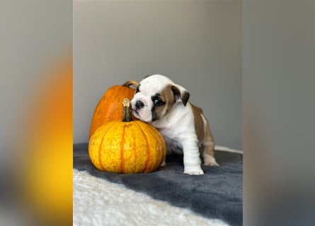 Englische Bulldoggenwelpen verfügbar in der Hauszucht "Von Teodor" FCI!