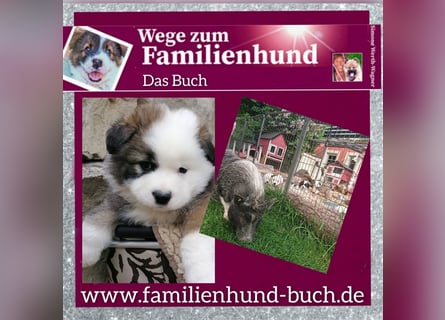 Welpe, Hund, Mischling, Rasse - Erziehung zum Familienhund - einfach gemacht