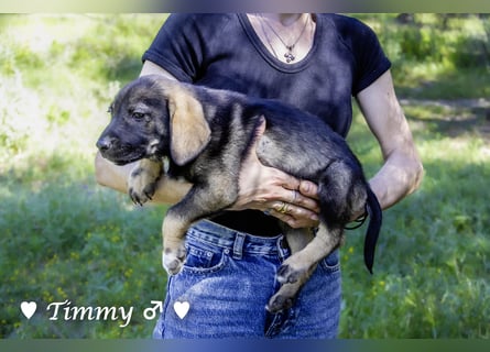 Timmy  sucht ein Zuhause