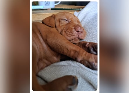 Magyar Vizsla Welpen suchen ab Mitte März ein neues liebevolles Zuhause