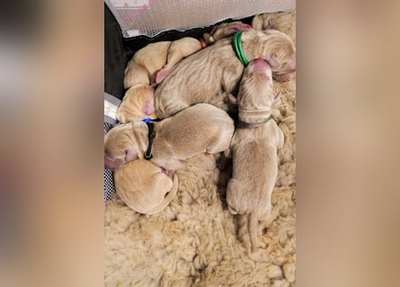 Weimaraner-Mix Welpen aus liebevoller Verpaarung – 12 kleine Wunder suchen ihr Zuhause