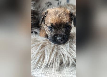 1 süße Border Terrier Hündin sucht ein liebevolles Zuhause