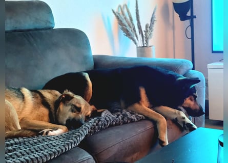 Schäferhundmischling Bono