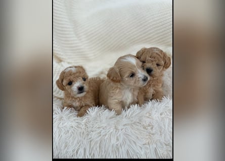 Traumhafte Maltipoo Welpen F1 Malteser Pudel