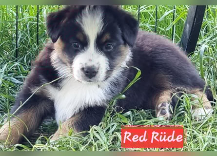 Australian Shepherd Welpen bald abgabebereit!