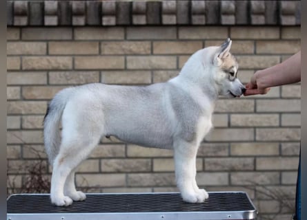Not just a siberian husky boy - a soulmate on four paws