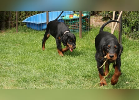 2 liebenswerte Gordon Setter aus Liebhaberzucht suchen Kuschelpartner