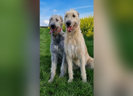 Irish Wolfhound Welpen