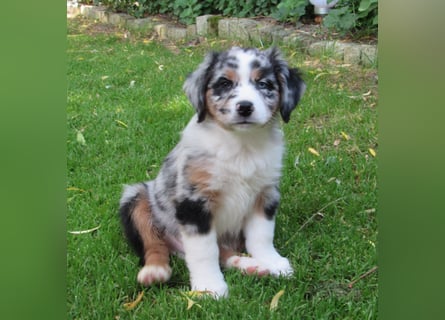 Mini Aussie Welpen Miniatur Australian Shepherd Welpen Welpe