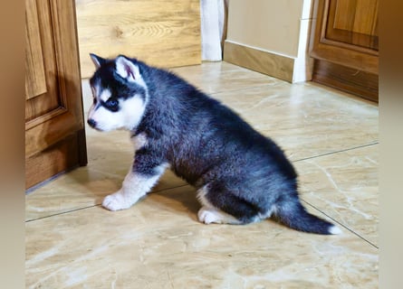 FCI Pedigree Blue Eyed Black & White Siberian Husky 