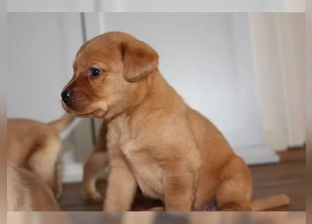 Wunderschöne Labrador Welpen mit Papieren