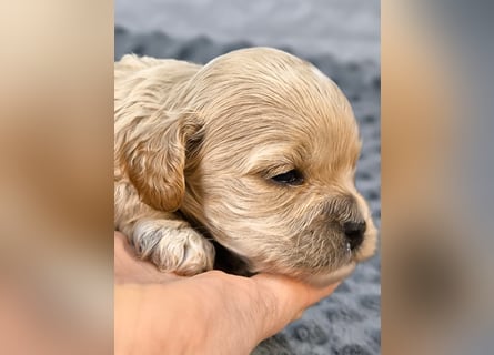 Schöne Cockapoo-Welpen
