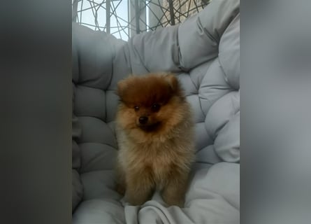 Pomeranian Boo Zwergspitz