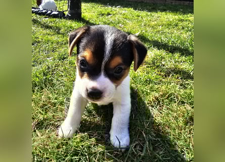 5 wunderschöne Jack Russel Terrier Welpen