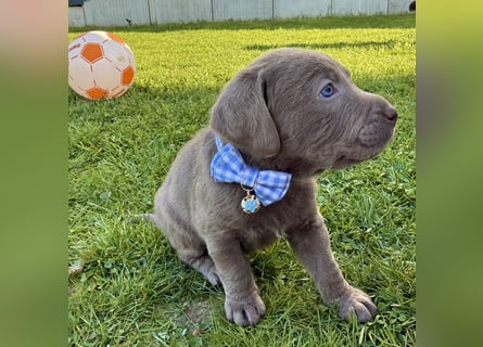 Labrador Welpen Rüde Silber