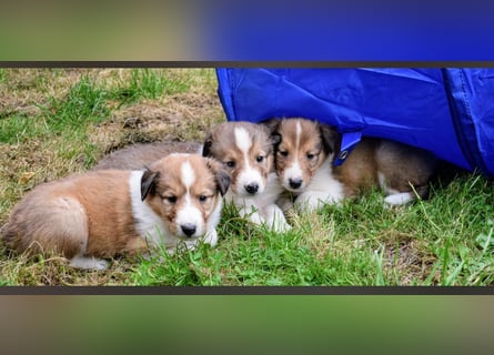 Colliewelpen aus über 40Jahren Zucht