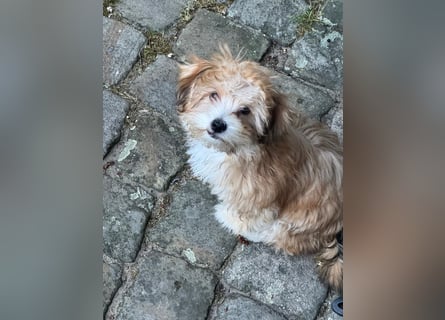 Zwei süße Hundewelpen suchen noch ein liebevolles Zuhause!