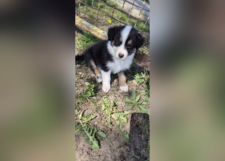 Australian Shepherd Welpen tricolor – Abgabe ab dem 28.05.2025