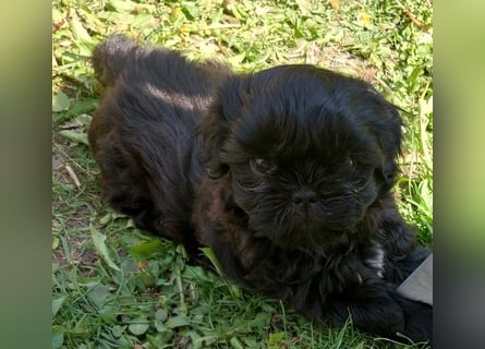 Reinrassige Shih Tzu  Welpen suchen ab 07.05. ein neues zu Hause