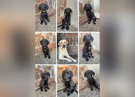 8 Labrador Retriever Rhodesian Ridgeback Welpen in Sonderfarbe seal