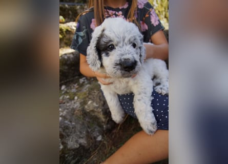 Doodle Bergamasker Barbet Mix Bergamasco Franz. Wasserhund Bergadoodle für Allergiker nicht haarend