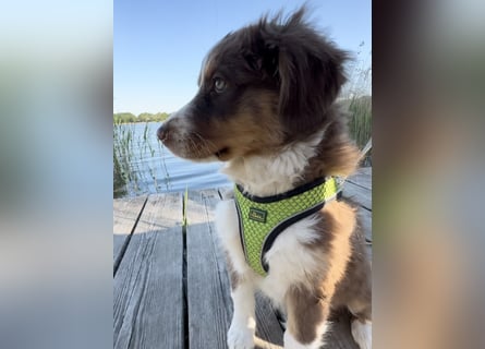 1 kleine Australian Shepherd Hündin( Welpe) braun/redtri (Minimix/Reinrassig)+ Gesundheitszeugnis