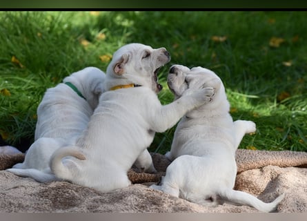 Shar-Pei x Labrador Mix Welpe Frenchy stellt sich vor......