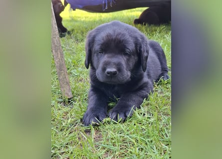 Labrador Welpen mit Ahnentafel