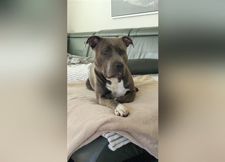 American Bully Standard Blue Line