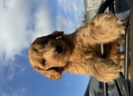 GoldenDoodle Welpen 