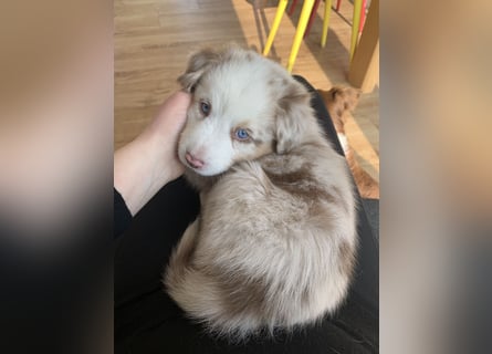 Reinrassige Australian Shepherd Welpen