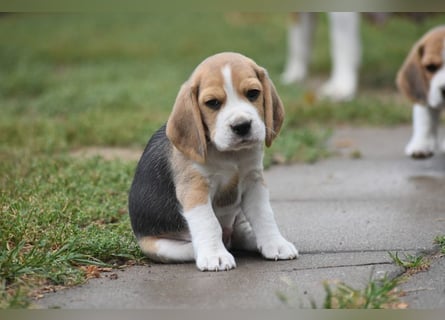 Wurferwartung !  Beaglewelpen m.P.