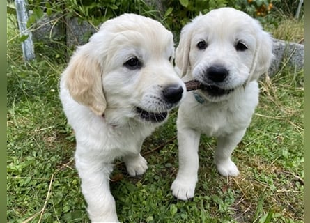 Wesensfeste leinenführige Golden Retriever Welpen mit Stammbaum