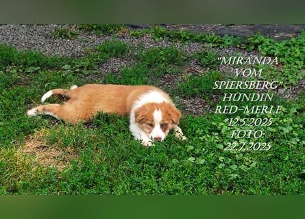 Border Collie-Welpen , black-,choco-,red-white und red-merle
