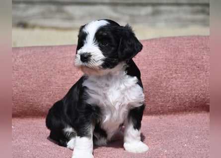 bezaubernde Tibet Terrier Welpen aus liebevoller Zucht dürfen Ende Juli ausziehen..