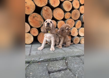 englische Cocker, Spaniel Welpen