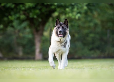 Kendo - ruhiger, ausgeglichener Familienhund - Tierhilfe Franken e.V.