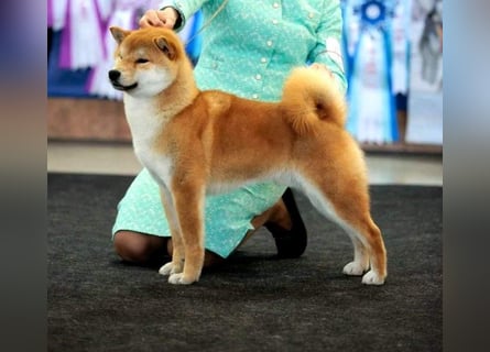 Shiba männlich