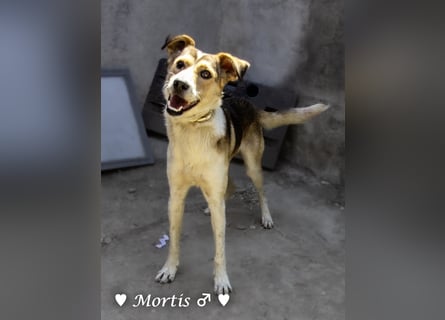 Familienhund Mortis sucht ein Zuhause