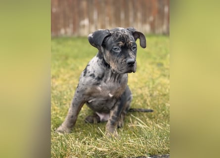 Super schöner Two Face American Bully XL Rüde