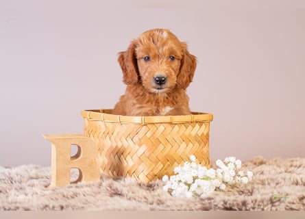 GoldenDoodle - medium mit welligem - lockigem Fell