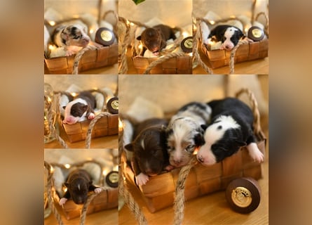 Mini Aussie Deckrüde, 36 cm, red merle, blaue Augen, Toy Australian Shepherd
