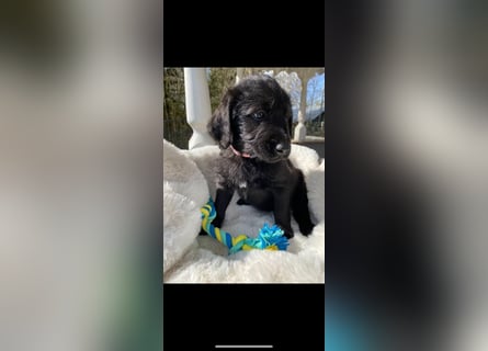 Labradorwelpe mit Ahnentafel