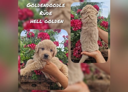 Labradoodle und Goldendoodle Mini/ Medium Welpen in verschiedenen Farben