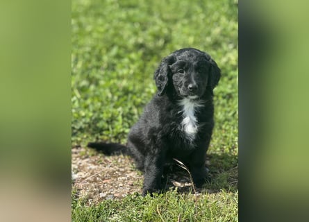 Labradoodle