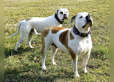 American Bulldog Welpen aus Hybrid/Standard Verpaarung ab Mitte Juni abzugeben, www.cocodin-bulls.de