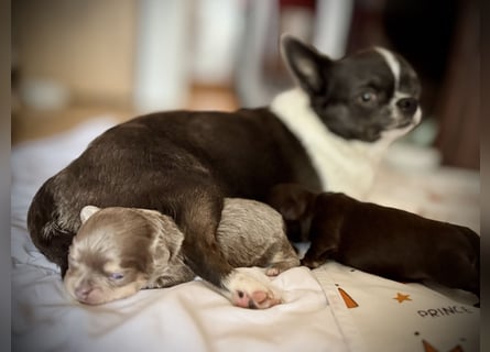 Wir haben aktuell Welpen. 2 Chihuahua Mädels