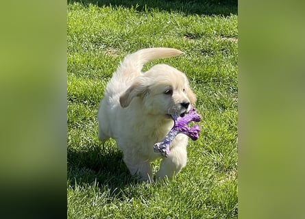 Golden Retriever Welpen aus excellenter Verpaarung