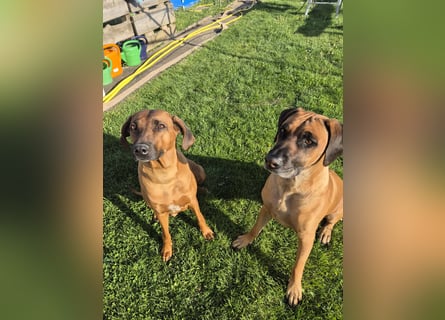 Ridgeback Welpen