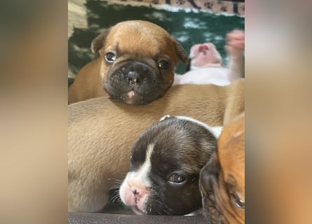 Bullys aus kontrollierter VDH-Zucht